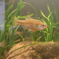 Chapalichthys pardalis