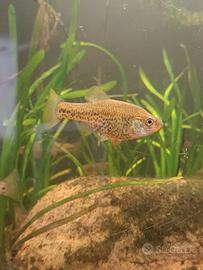 Chapalichthys pardalis