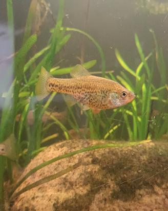 Chapalichthys pardalis
