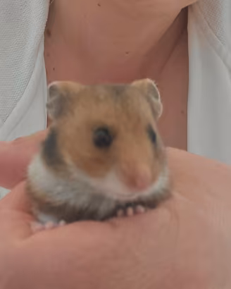 Cuccioli Criceto Dorato ( Siriani )