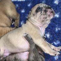Bulldog francese maschi cuccioli
