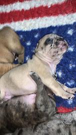 Bulldog francese maschi cuccioli