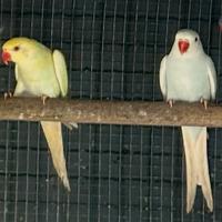 Parrocchetti dal Collare