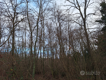 Bosco ceduo di cerro e roverella