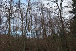 Bosco ceduo di cerro e roverella