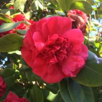 Camelia esemplare da ricoltivazione