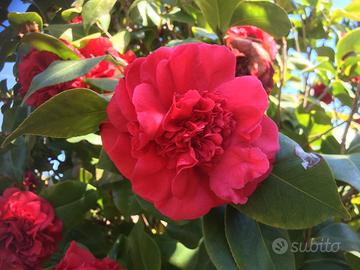 Camelia esemplare da ricoltivazione