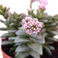 Crassula springtime fiori rosa succulenta