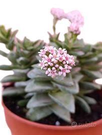 Crassula springtime fiori rosa succulenta