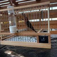 Ciufolotti messicano