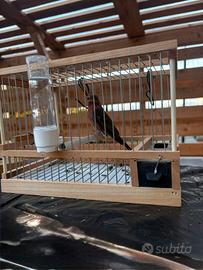 Ciufolotti messicano