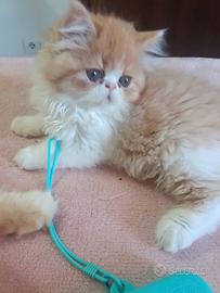 Gatti persiani 