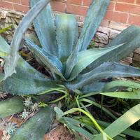 Agave  Americana