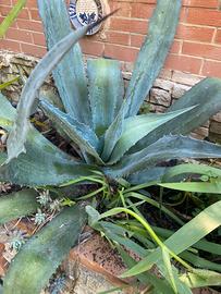 Agave  Americana