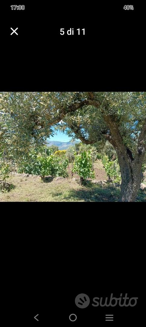 Vigneto, uliveto,rustico - View 3