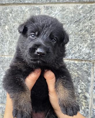 Cuccioli pastore tedesco linea da lavoro grigione