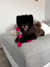 Cagnolino disponibile per accoppiamento