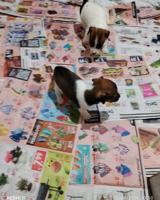 Jack Russell nani zampa corta