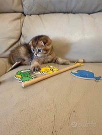 Scottish Fold