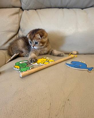 Scottish Fold