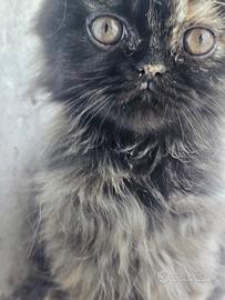 Gattina persiana colorazione Black Tabby