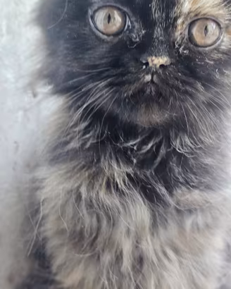 Gattina persiana colorazione Black Tabby
