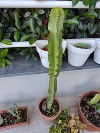 Euphorbia colonnare in vaso di terracotta h 120 cm