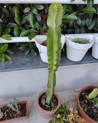 Euphorbia colonnare in vaso di terracotta h 120 cm
