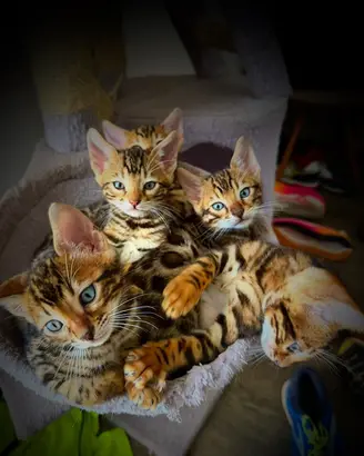 Cuccioli Gatto Bengala