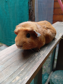 Cavia inglese