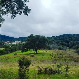 Padru, terreno agricolo