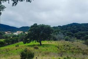 Padru, terreno agricolo