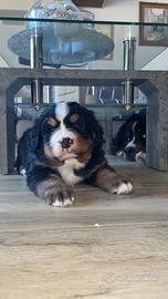 Bovaro del Bernese