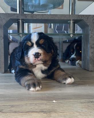 Bovaro del Bernese
