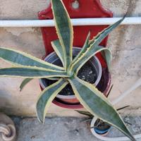 piante grasse varie specie
