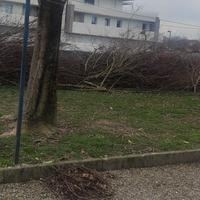 legna da ardere 