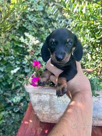Cucciolo di bassotto nero focato con pedigree