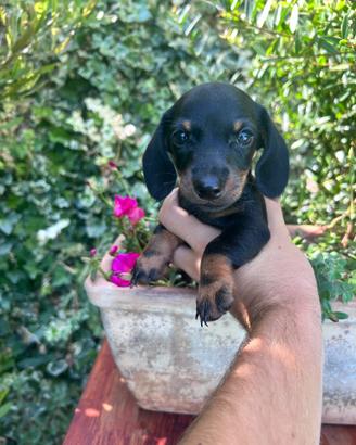 Cucciolo di bassotto nero focato con pedigree