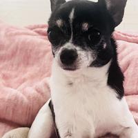 Animali Chihuahua Disponibile per monta