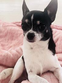 Animali Chihuahua Disponibile per monta