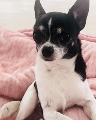 Animali Chihuahua Disponibile per monta