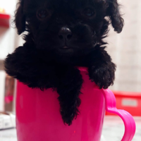 Cucciola barboncina miny toy