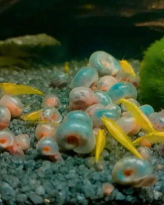 Vend0/Scambi0 Lumache d'acqua dolce per Acquario/L
