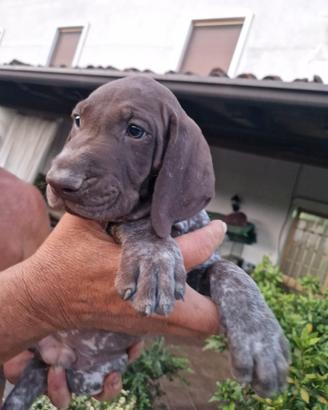 Cuccioli Bracco Tedesco Kurzhaar