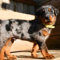 Cucciolo BEAUCERON maschio arlecchino