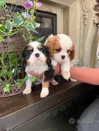 Cuccioli di Cavalier king Ciarles Spaniel tricolor