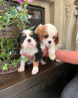 Cuccioli di Cavalier king Ciarles Spaniel tricolor