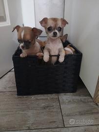 Chihuahua micro Toy mosca