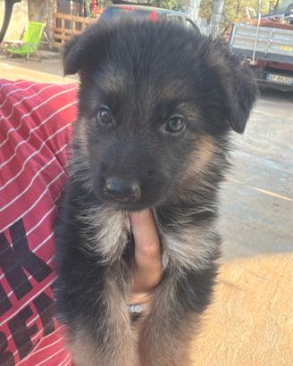 Cuccioli di pastore tedesco