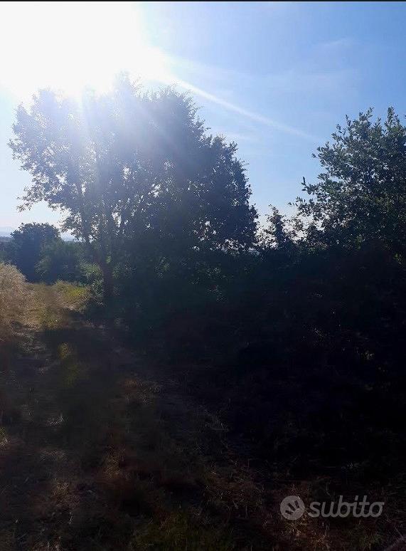 Terreno agricolo zona Grotte Santo Stefano (vt) - Vista 2